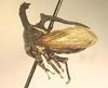 Anchon Buckton, 1903: _Anchon nodicornis_. (Otu).