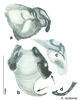 CollectionObject 1569225; 6912d178-449a-4161-9f36-dbd66886c907: Original drawing by Heidi Hopkins © Heidi Hopkins. Holotype, adult male, genitalia, ventral view. (CollectionObject).