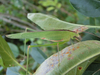 Tylopsis continua (Walker, 1869): male (Tanzania, East Chenene, Miombo woodland 1550 m). (Otu).;Tylopsis continua (Walker, 1869): male (Tazania, East Chenene, Miombo woodland, 1550 m). (Otu).