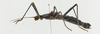 CollectionObject 1563968; 6a852e39-702e-43b8-b96d-1f7237ec4722: female, lateral view (holotype). (CollectionObject).