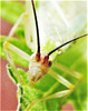 Oecanthus texensis Symes & Collins, 2013: photo lightened to view antennal markings. (Otu).