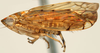 Habitus, lateral view: Osbornellus auronitens, lateral habitus (INHS). (Observation).