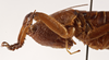 CollectionObject 1534489; 43bfba7c-e758-4132-b2ad-88d084ba36e6: female head and pronotum, lateral view (syntype). (CollectionObject).