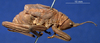 CollectionObject 1520442; dc1b4055-785a-4ef1-8230-ed8026aaa4e0: male, lateral view (lectotype). (CollectionObject).