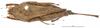 CollectionObject 1521825; OUM 745, 8aaf3ac0-1214-4849-b8d1-2053a6a8e940: female, dorsal view (holotype). (CollectionObject).