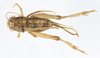CollectionObject 1588075; 48909079-920a-4434-8b08-d5a5f747d00a, MNHN-EO-ENSIF6976: female, dorsal view (allotype). (CollectionObject).