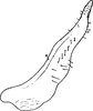 Stylus: !! display not done !! on Paraliburnia detecta (Linnavuori, 1953): Stylus, caudal view. (Observation).