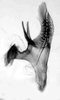 Aedeagus, lateral view on Krocolidia rufilinea Dietrich, 2003: Male: aedeagus, lateral view. (Observation).