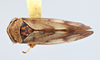 Habitus, dorsal view on Oncopsis quebecensis Hamilton, 1983: (Observation).