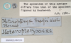 CollectionObject 1558875; NHMUK(SF IMPORT DUPLICATE) 845210, e0fca43f-b9f6-484d-b9d3-c94223e31fea: copyright Natural History Museum, London. male, data labels [round label reversed] of Heteropteryx grayii (paralectotype). (CollectionObject).