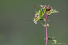 CollectionObject 1591460; 7d4c906f-0880-42f0-8381-9efc40ee2fa2: male (RO: Tufani). (CollectionObject).
