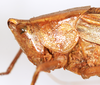 male, head and pronotum, lateral view (syntype). Depicts CollectionObject 1565264; 71453a57-3e45-44d7-8bc4-b76fde6a8250, a CollectionObject.