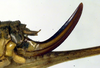 CollectionObject 1501878; 82b0ab6b-1a52-4e0f-8363-80265e077014: ovipositor (allotype). (CollectionObject).