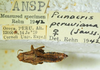 CollectionObject 1498700; 7a89fd7a-e56b-4c03-80b6-015f831b3428: female with labels. (CollectionObject).