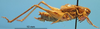 CollectionObject 1536695; ff987ae4-ebe7-46b3-a5fa-a9ae15690273: male, lateral view (paratype). (CollectionObject).