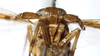 Head: !! display not done !! on Delphax crassicornis (Panzer, 1796): (Observation).