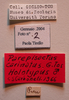 CollectionObject 1543569; f6323261-1eba-4c15-891d-0aadbbde2473: labels (holotype). (CollectionObject).