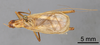 CollectionObject 1523067; f484bfce-23e3-4d90-9f32-e4b5b4c0ddd9: Male, dorsal view (holotype). (CollectionObject).