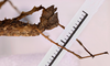 CollectionObject 1558137; 1538b937-0ef1-466b-a439-0ce0bdb24f0a: copyright MNHG, Geneva. female: end of abdomen, lateral view (syntype). (CollectionObject).;CollectionObject 1558138; e96a9060-98ad-481a-b0ea-009f1452e544: copyright MNHG, Geneva. female: end of abdomen, lateral view (syntype). (CollectionObject).