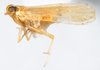 Habitus, lateral view: !! display not done !! on Pygospina spinata Caldwell, 1951: (Observation).