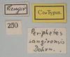 CollectionObject 1561006; 1d6efdb3-a308-4398-98ec-401eaa746619: copyright MIZ, Warsaw. female, data labels of synonym Periphetes sangirensis (syntype). (CollectionObject).