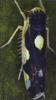 Habitus, dorsal view on Eupteryx (Eupteryx) vittata (Linnaeus, 1758): Habitus (female). (Observation).