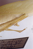 CollectionObject 1503400; MBBJ 3226041, fc2c5adf-0056-4f37-bdb2-393d2ff60588: female ovipositor. (CollectionObject).