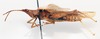Desmopterella biroi (Bolívar, 1905): male, lateral view (holotype of Desmopterella rammei). (Otu).