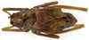 CollectionObject 1499711; 947fcab0-a828-45e2-8d2c-29d704e3528a: male, dorsal view. (CollectionObject).