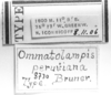 CollectionObject 1521357; 34909319-6304-49ed-87ca-5f6c9dbb7bd9: Image, Carbonell, C.S. at the British Museum, 1970. labels (holotype or syntype of Ommatolampis peruviana). (CollectionObject).