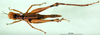 CollectionObject 1500964; 5d103c63-820d-4dab-821a-56d586951484: female, dorsal view (holotype). (CollectionObject).