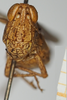 CollectionObject 1581309; c58ee664-0fde-4cda-b5db-2423f016bf9e, NHMUK10924579: female, frontal view. (CollectionObject).