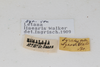 CollectionObject 2601998; b7bddda4-8193-4288-a96d-898299947a43: female, labels (syntype). (CollectionObject).