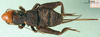 CollectionObject 1502005; e2ff6b95-faee-484a-bd9c-642099595059: female, dorsal view. (CollectionObject).