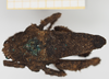 CollectionObject 1580141; ef0d3ee0-c225-4988-9e51-5be01cbd45a3, NHMUK10924413: male, dorsal view (syntype). (CollectionObject).