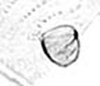 Hind wing.: Seventh marginal tubercle of A. spiraecola. (Observation).