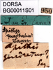 labels (Hapithus quadratus). Depicts CollectionObject 1580336; e21af40e-b8d3-4985-8e2c-591a5b6237f2, a CollectionObject.