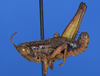 CollectionObject 1589838; e48e8f9e-0c5d-4b19-b896-6d7776cebb92: male, lateral view (syntype). (CollectionObject).