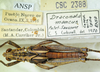 CollectionObject 1498818; 2da30b4f-c860-4267-8220-dc97688621d0: 2012. male, dorsal view. (CollectionObject).