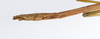 CollectionObject 1562557; f496cd6b-238b-4f22-b9dc-444c3cb2a288: copyright ZMUH, Hamburg. male: end of abdomen, lateral view of synonym Clitumnus trilineatus (paralectotype). (CollectionObject).