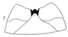 Ovipositor: !! display not done !! on Bolarga nigriloba Linnavuori, 1959: Sternite VII. (Observation).