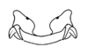 Maculiparia annulicornis (Stål, 1873): Fig. 63H. epiphallus, dorsal view. (Otu).