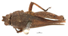 CollectionObject 1521854; OUM Type Orth 683, 605826c0-e1f7-4551-8cd6-a68805725928: female, dorsal view (syntype of Phaestus insularis). (CollectionObject).