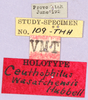 CollectionObject 1499244; 9f476d18-69b4-461d-be0e-811f21d601b9: labels (holotype). (CollectionObject).