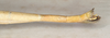 Cuniculina cuniculus (Westwood, 1859): copyright St. Petersburg. female of synonym Clitumnus rivalis: end of abdomen, lateral view (paralectotype). (Otu).
