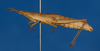 Zarytes squalinus squalinus (Saussure, 1884): female, lateral view. (Otu).