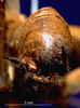 CollectionObject 1516628; 9b129325-084c-4164-a206-583185a5bf33: male, abdominal apex (holotype). (CollectionObject).