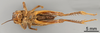 CollectionObject 1522792; 68fb5191-e292-4c6c-80c2-c60bf2803768: Female, ventral view (SYNONYM holotype). (CollectionObject).
