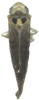 Habitus, dorsal view on Anufrievia drepanoides Lin & Zhang, 2021: (Observation).