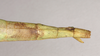 CollectionObject 1558414; NHMUK(SF IMPORT DUPLICATE) 845091, 59589231-d97c-45df-9f99-8e020a149c35: copyright Natural History Museum, London. female: end of abdomen, dorsal view of synonym Phasma (Diura) roseipennis (holotype). (CollectionObject).